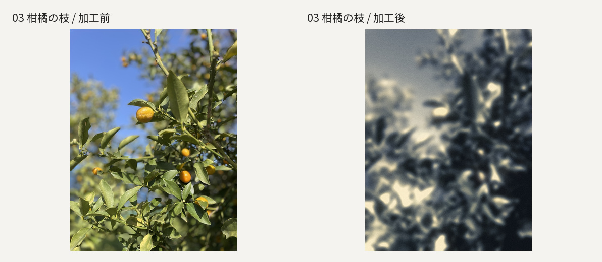柑橘の枝。左が元写真、右が加工後。
